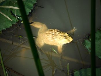 Frog in water