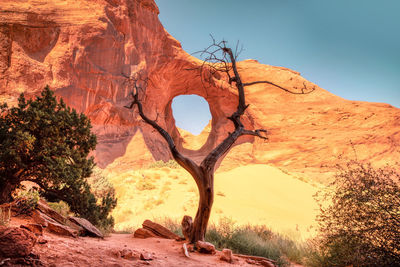 Ear of the wind. arch framed by an old dead tree, monument valley arizona