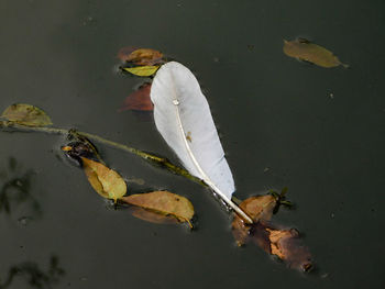 High angle view of bird in water