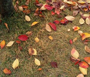 Fallen leaves on field