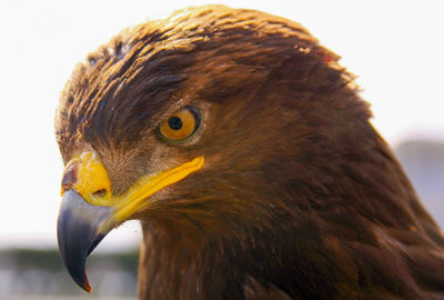 Close-up of eagle head