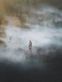 Tree on field against sky