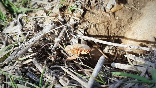 High angle view of butterfly on dry leaves