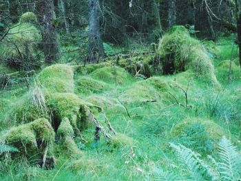 Trees in forest