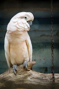 Close-up of parrot perching on wood