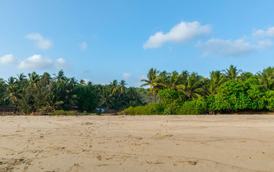 Scenic view of trees on beach against sky