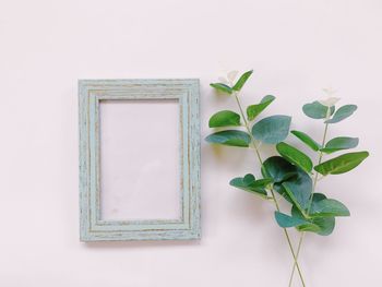 Close-up of potted plant against white wall