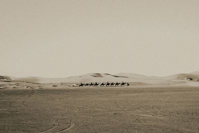 Camels walking in scenic desert against sky