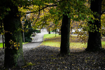 Trees in park during autumn