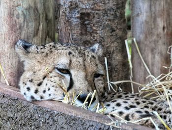 Leopard resting