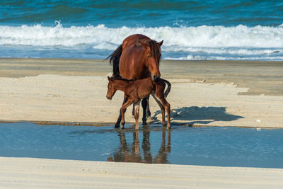 Horses on the beach 