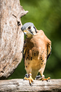 Close-up of a bird perching on wood