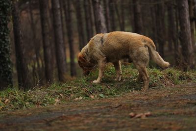 Sheep walking in a forest