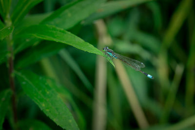 Close-up of damselfly on plant