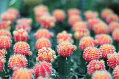 Full frame shot of red flowering plants