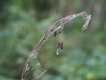 Close-up of spider web on plant