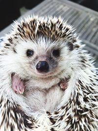 Close-up portrait of hedgehog