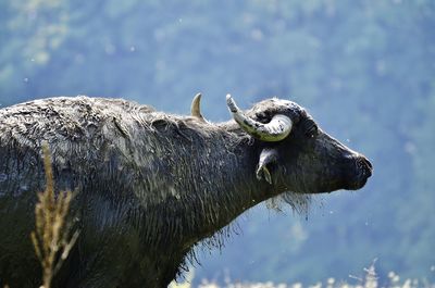 Close-up of cattle against trees