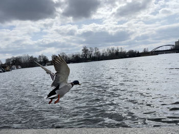 Seagull flying over lake against sky