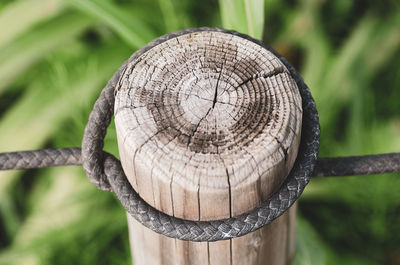 Close-up of tree stump in forest