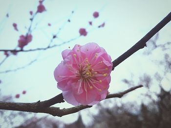 Low angle view of pink flowers against sky