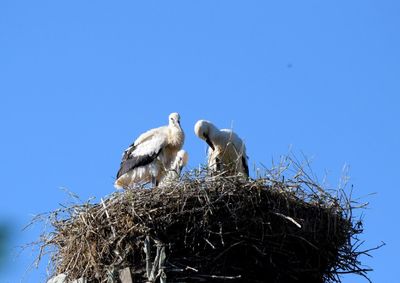 Low angle view of birds perching on nest