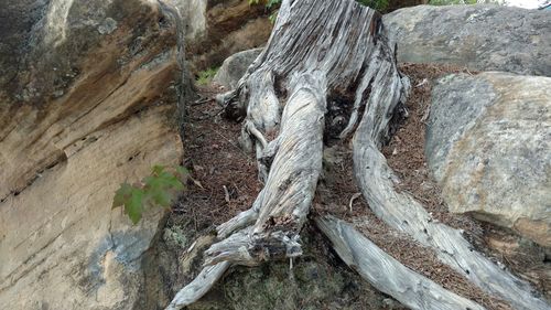 Close-up of tree trunk