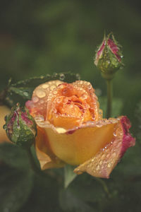 Close-up of rose flower