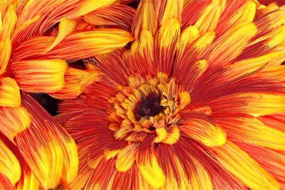 Close-up of yellow flower