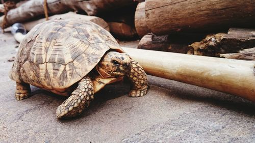 Close-up of tortoise in zoo