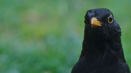 Close-up of a bird looking away