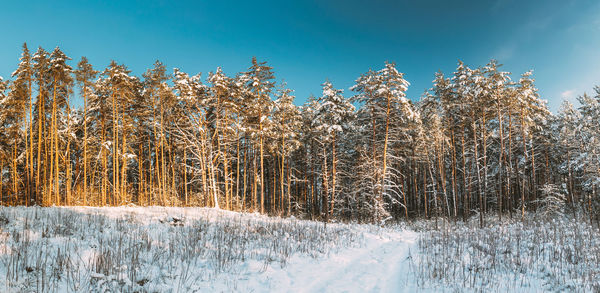 Scenic view of snow covered field against sky