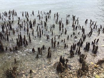 High angle view of birds on beach