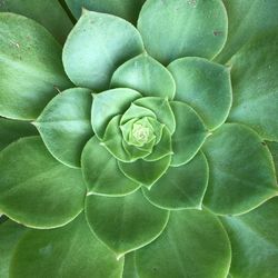 Full frame shot of rose