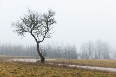 Bare tree on field against sky during winter