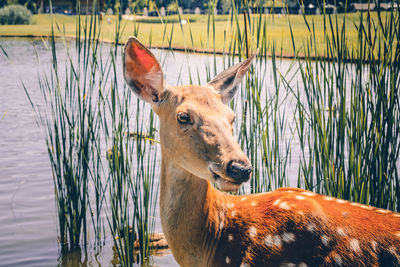 Portrait of deer in lake