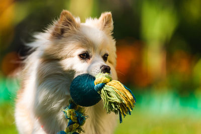 Close-up of a dog looking away