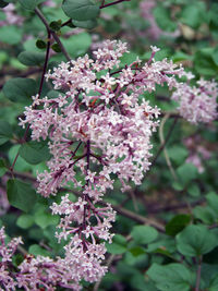 Pink flowers blooming on tree