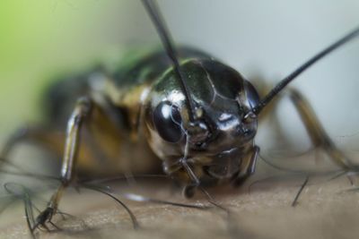 Close-up of insect