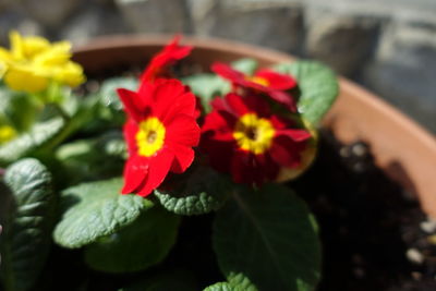 Close-up of red flowering plant