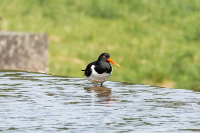 Close-up of bird perching on a lake