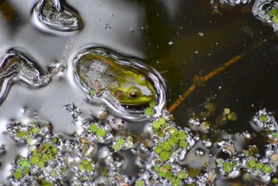 Reflection of trees in pond