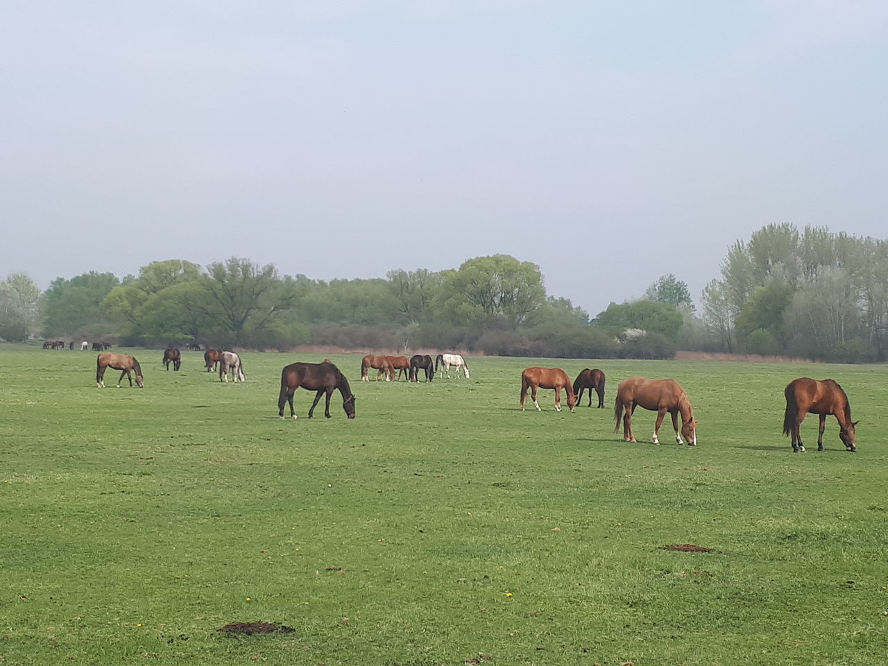 HERD OF HORSES GRAZING IN FIELD