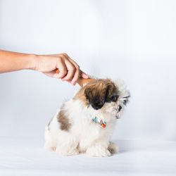 Midsection of woman holding small dog against white background