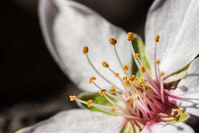 Close-up of white cherry blossom