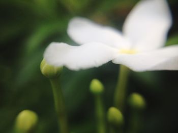 Close-up of white flower