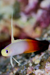 Close-up of fish in sea