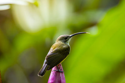 Close-up of bird perching on plant