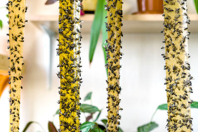 Close-up of plants against blurred background