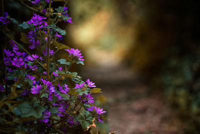 Close-up of purple flowering plant